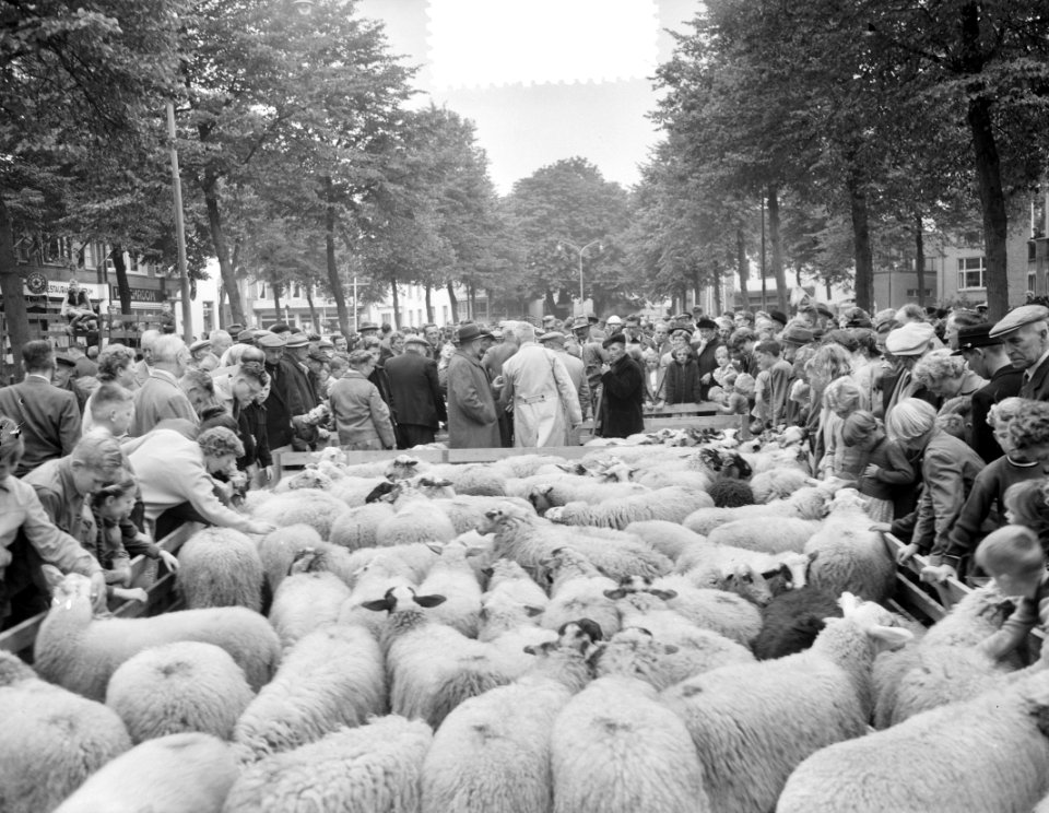 Schapendag te Ede. Op de markt, Bestanddeelnr 907-9569