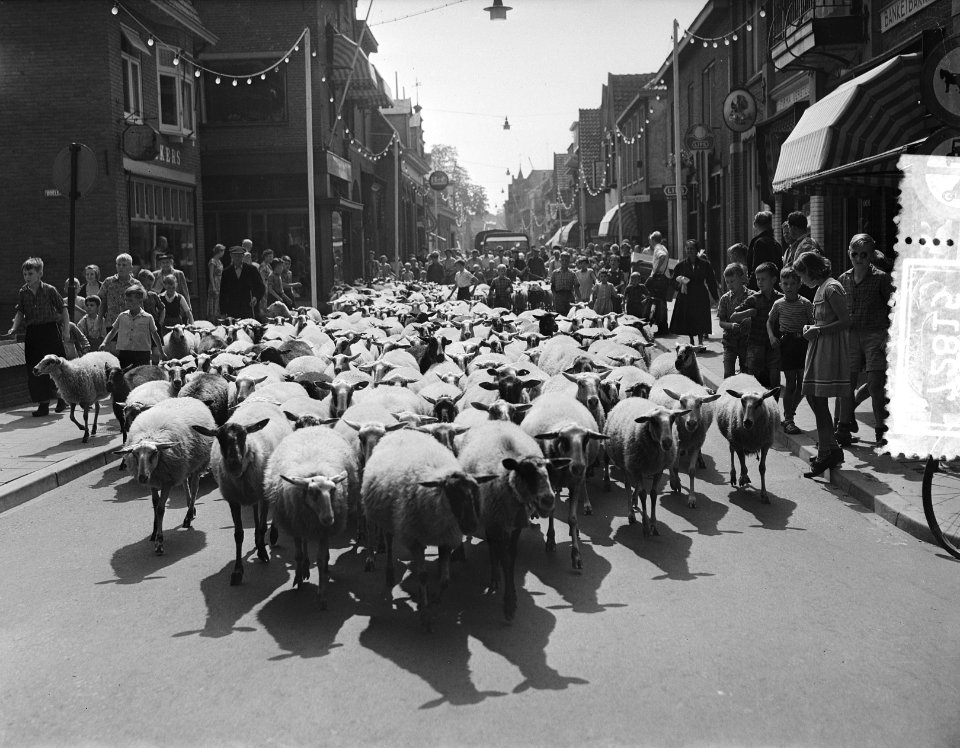 Schapenfeest Ede op de Veluwe, Ginkelse schaapskudde in dorp Ede, Bestanddeelnr 907-2815