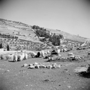 Schapen in de hof van Gethsemane, Bestanddeelnr 255-5318