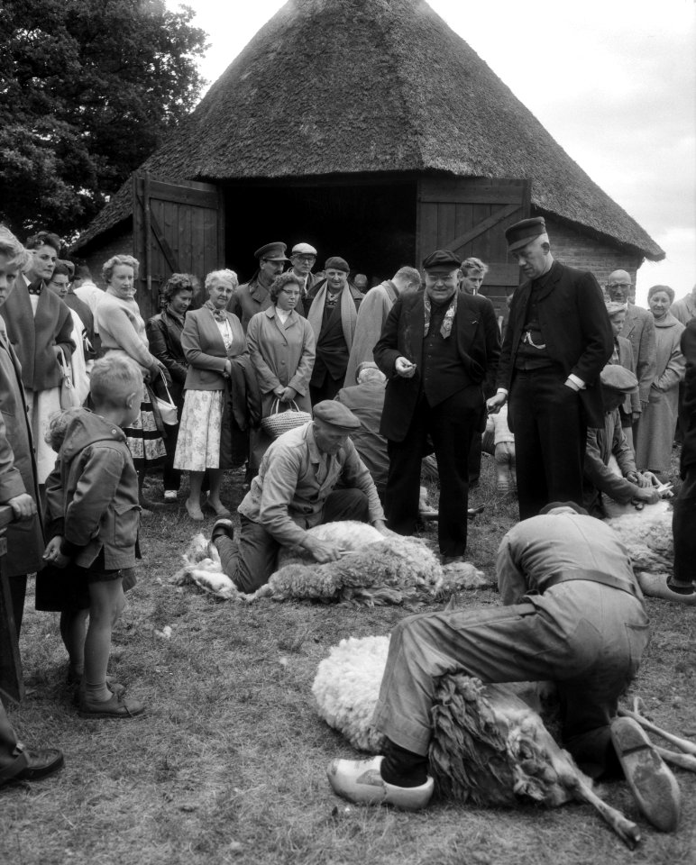 Schapen van de schaapskooi Zuid-Ginkel bij Ede worden geschoren, Bestanddeelnr 909-6293