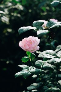 Pink flower blooming natural photo