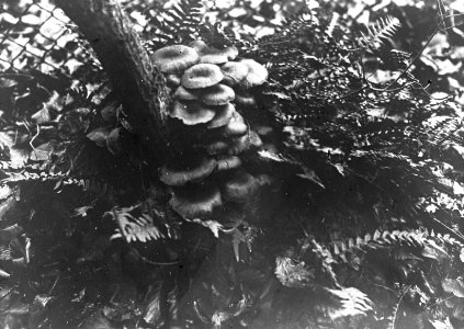 Schade, hogere planten, zwammen, honingzwam, eik, Bestanddeelnr 193-0817