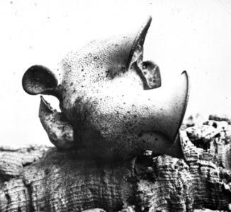 Schade, hogere planten, zwammen, polyporus squamosus, Bestanddeelnr 193-0860