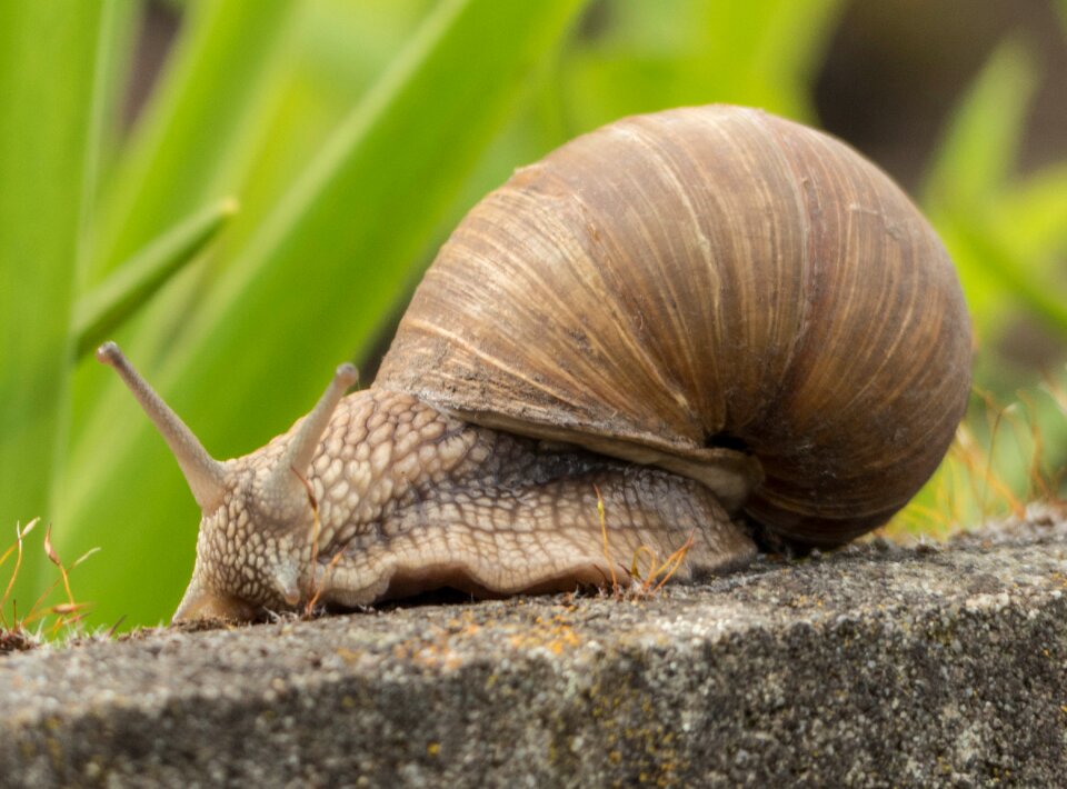 Slowly animal shell