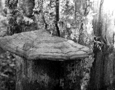 Schade, hogere planten, zwammen, polyporus aplanatus, Bestanddeelnr 193-0859