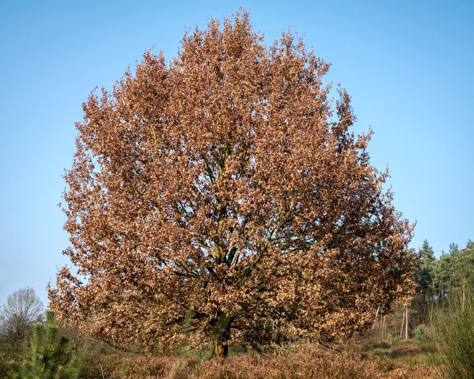 Oak leaves autumn winter