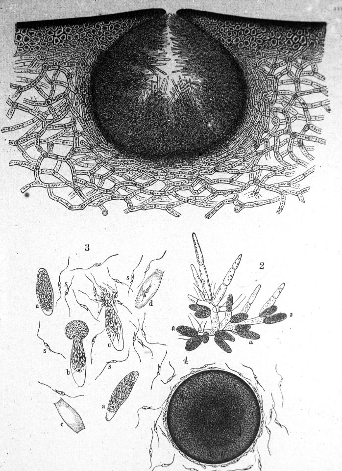 Schade, hogere planten, zwammen, fucus vesiculosus, Bestanddeelnr 193-0999