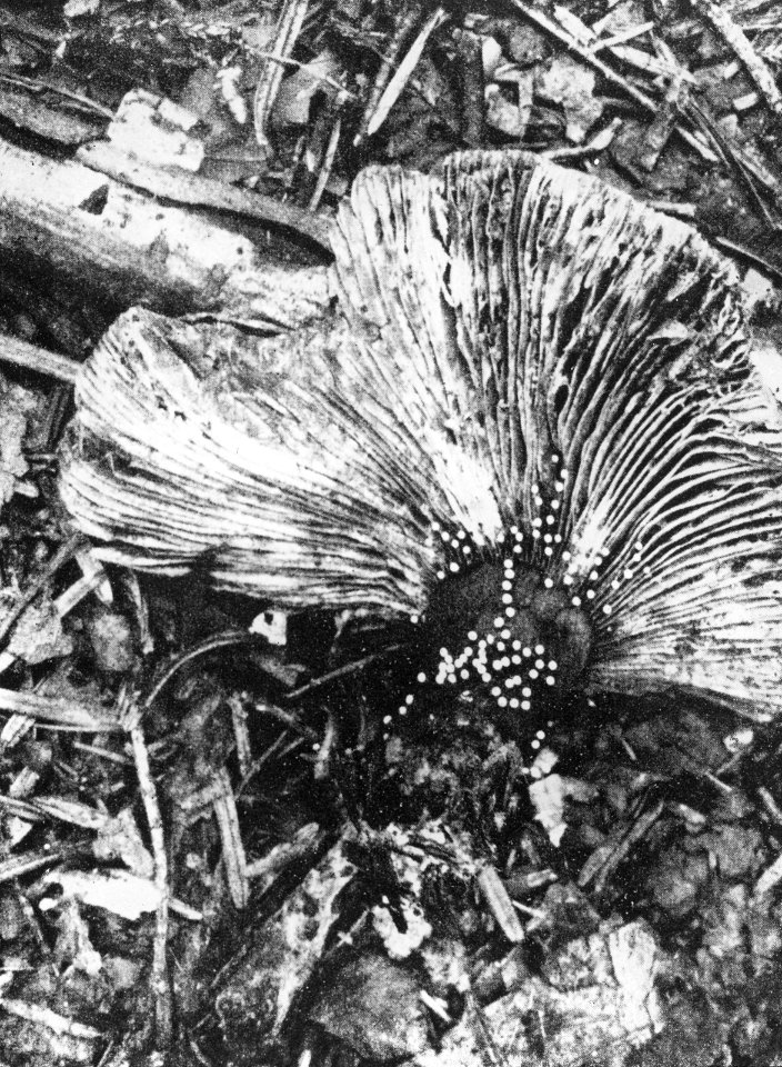 Schade, hogere planen, zwammen, russula, slijmzwam, Bestanddeelnr 194-1277