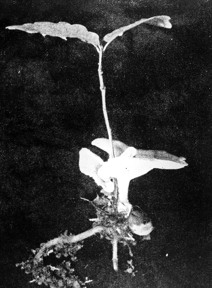 Schade, hogere planten, zwammen, eik, russula, mycorrhizen, Bestanddeelnr 194-1281