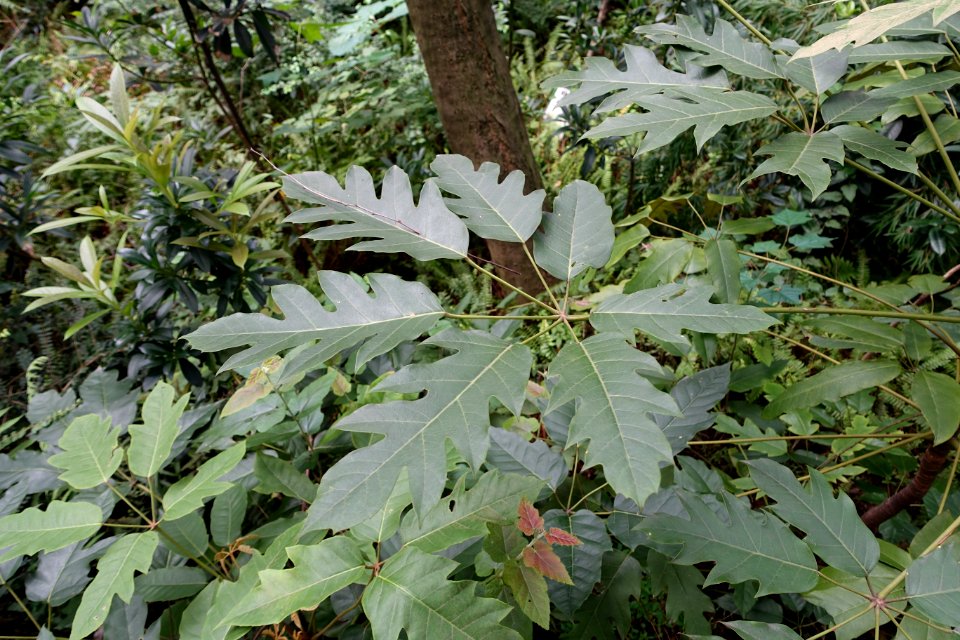 Schefflera delavayi - Chengdu Botanical Garden - Chengdu, China - DSC03351