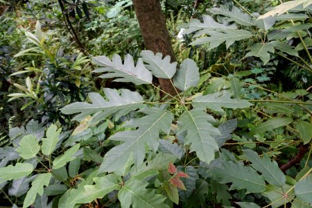 Schefflera delavayi - Chengdu Botanical Garden - Chengdu, China - DSC03351