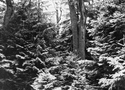 Schade, hogere planten, zwammen, eik, fijnspar, Bestanddeelnr 194-1190