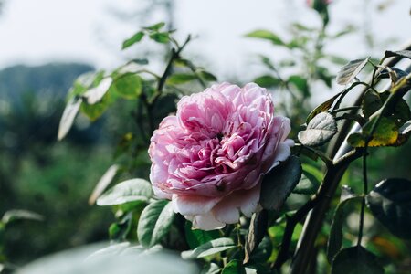 Pink flower blooming natural photo