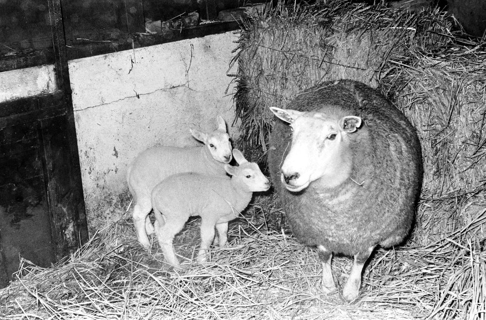 Schaap met pasgeboren lammetjes, Bestanddeelnr 914-7736