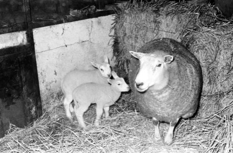 Schaap met pasgeboren lammetjes, Bestanddeelnr 914-7736