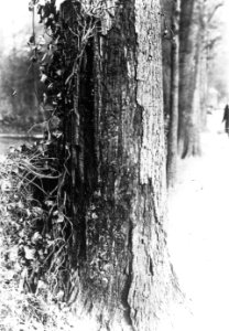 Schade, hogere planten, zwammen, honingzwam, rhizomorphen, eik, Bestanddeelnr 193-0814