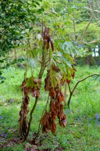 Schefflera macrophylla - Trewidden Garden - Cornwall, England - DSC02228