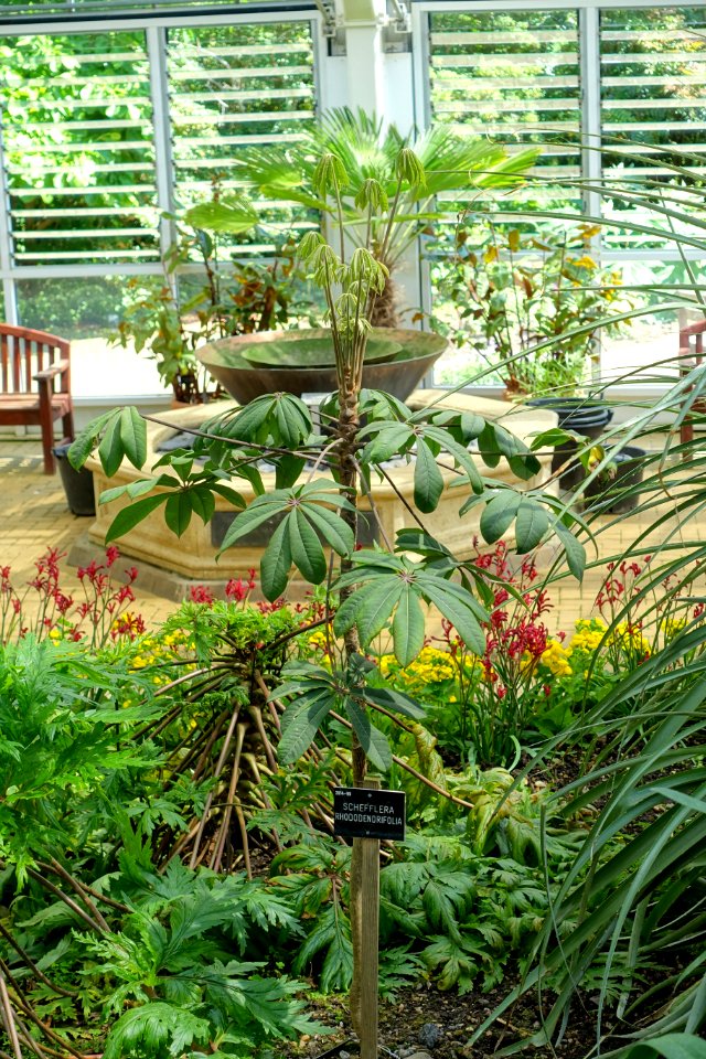 Schefflera rhododendrifolia - Savill Garden - Windsor Great Park, England - DSC06128