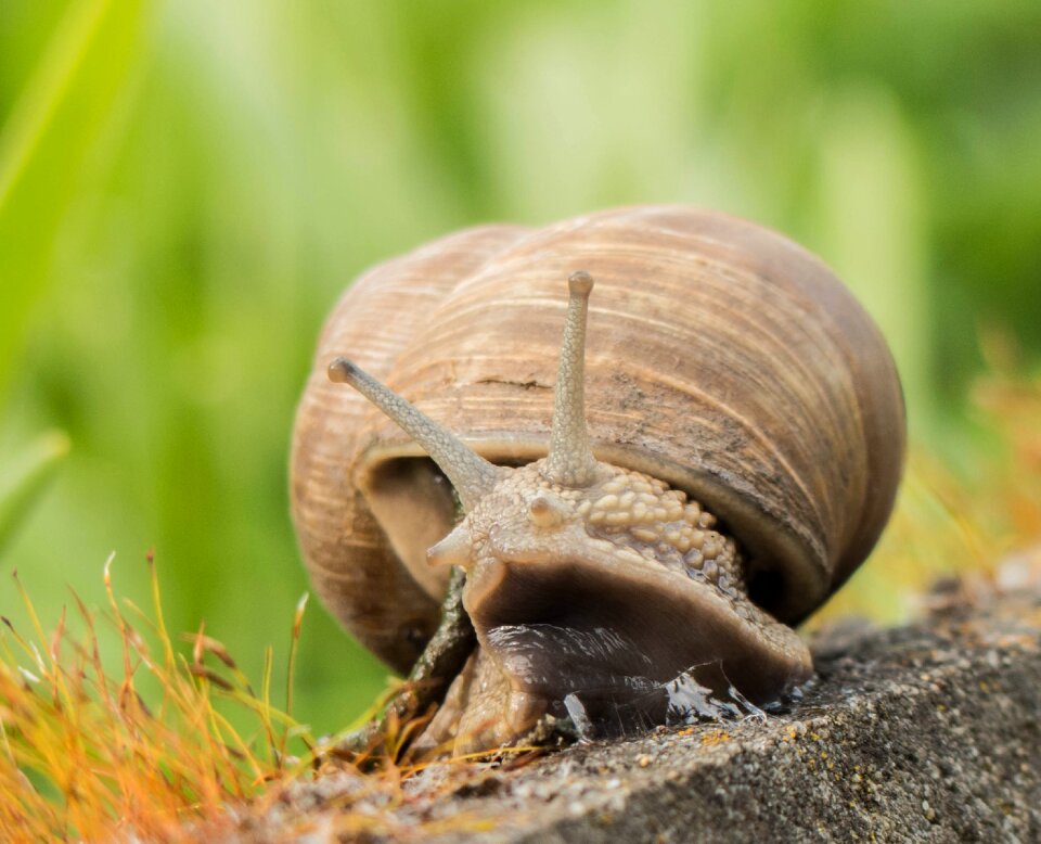 Slowly animal shell