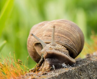 Slowly animal shell