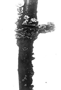 Schade, hogere planten, zwammen, stereum purpureum, Bestanddeelnr 193-0810