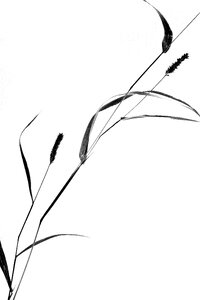 Still life grass silhouette
