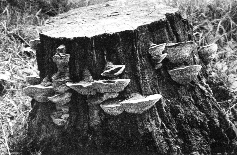 Schade, hogere planten, zwammen, daedalia guercina, Bestanddeelnr 194-1283