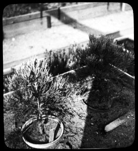 Schade, hogere planten, zwammen, polyploide sequoia, Bestanddeelnr 194-1296