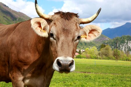 Mountain livestock pasture