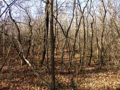 Schepkinsky Forest thicket