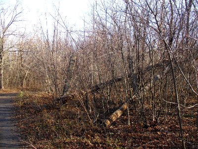 Schepkinsky Forest. Road cross and fallen power pylon