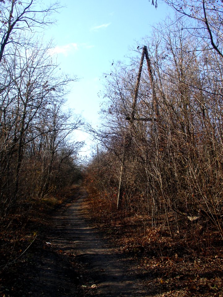 Schepkinsky Forest. Road with ex-power line