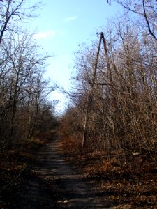Schepkinsky Forest. Road with ex-power line
