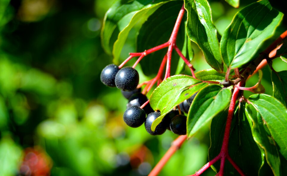 Scrub plant vineyard