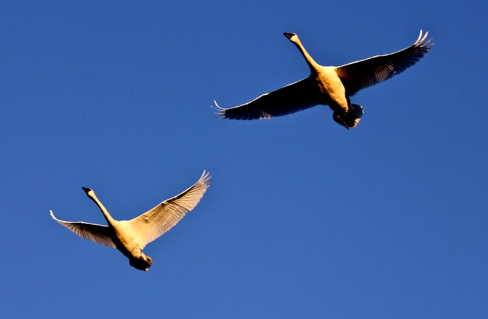 Birds waterfowl wildlife