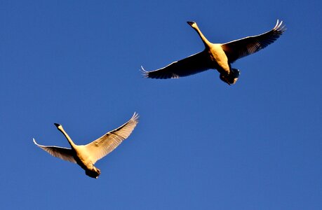 Birds waterfowl wildlife photo