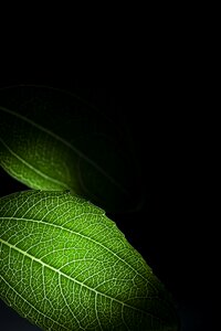 Still life the leaves silhouette