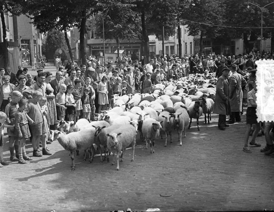 Schapenfeest Ede op de Veluwe, Ginkelse schaapskudde in dorp Ede, Bestanddeelnr 907-2817