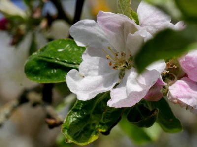 Schöner aus Nordhausen Freilichtmuseum Roscheider Hof Blüte H2