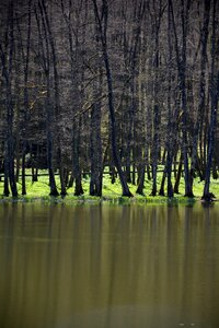 Trees forest wood