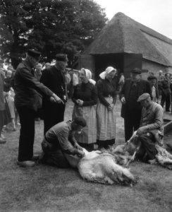 Schapen van de schaapskooi Zuid-Ginkel bij Ede worden geschoren, Bestanddeelnr 909-6295