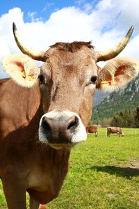 Mountain livestock pasture
