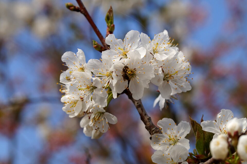 Branch tree blossom