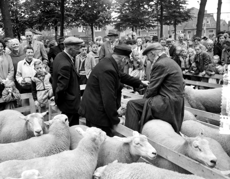 Schapendag te Ede. Kopers bij de schapenhandel, Bestanddeelnr 907-9577