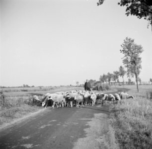 Schaapherder met een kudde schapen op de weg op de achtergrond een boerderij, Bestanddeelnr 191-0659