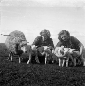 Schaap met vijf lammetjes van G. Post te Genemuiden, Bestanddeelnr 904-4820