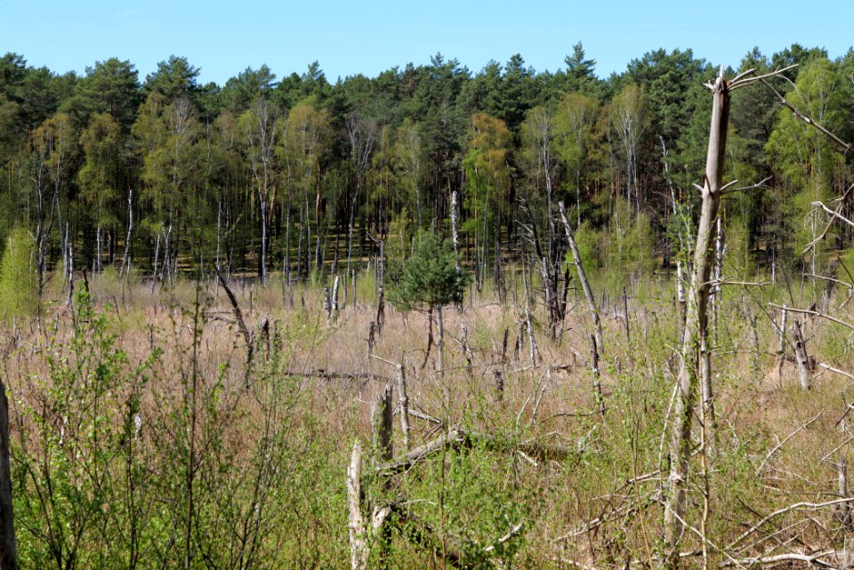 Schanske Luch 2021-05-09 07
