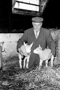 Schaap met pasgeboren lammetjes, Bestanddeelnr 914-7738