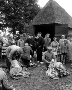 Schapen van de schaapskooi Zuid-Ginkel bij Ede worden geschoren, Bestanddeelnr 909-6294