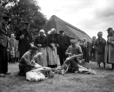 Schapen van de schaapskooi Zuid-Ginkel bij Ede worden geschoren, Bestanddeelnr 909-6291